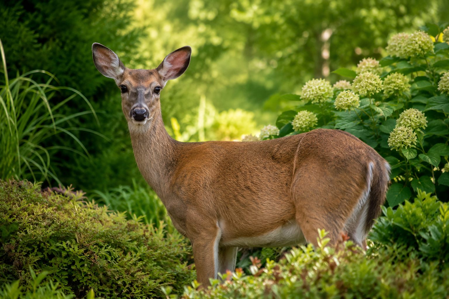 Deer standing in a landscaped garden in the Hamptons surrounded by shrubs and greenery
