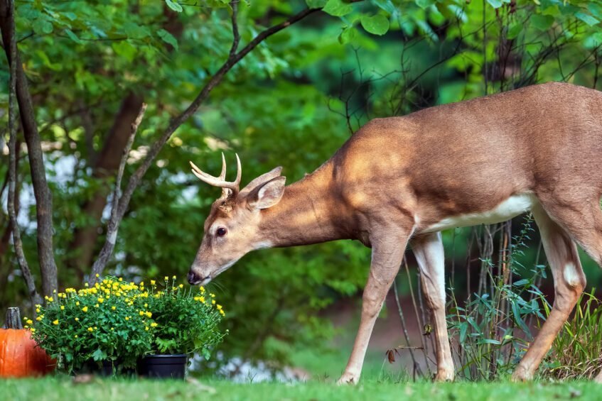 Deer Control