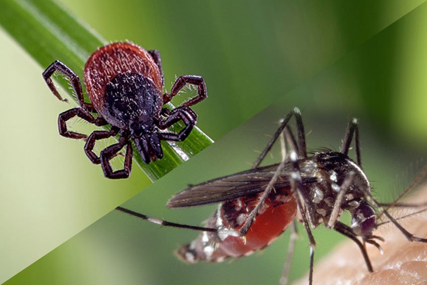 Tick & Mosquito Control